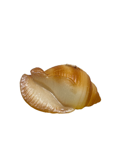 Conchiglia Sprirale piccola